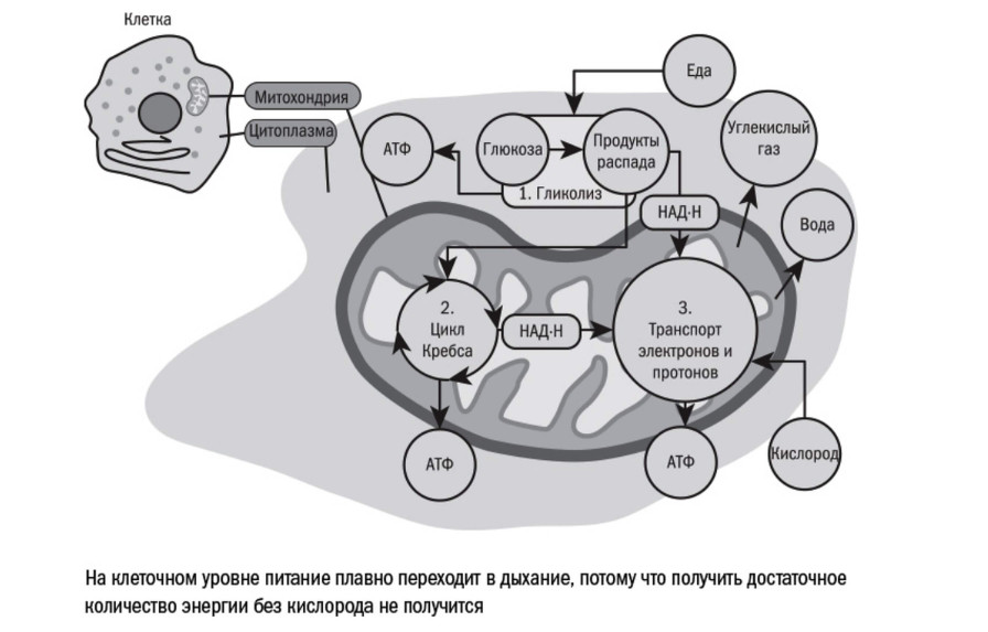 Дыхание клетки схема