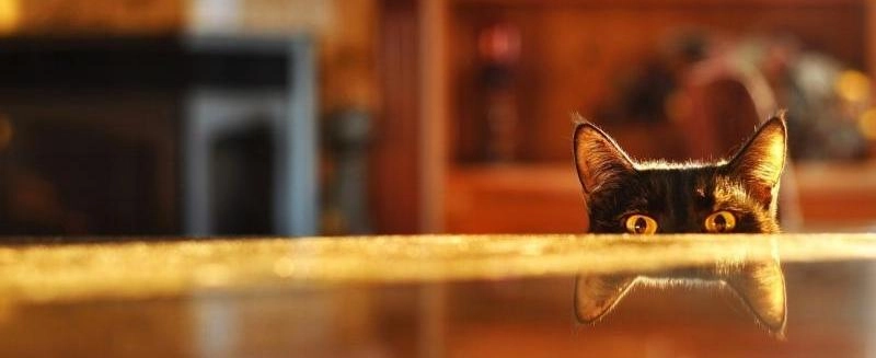 Со звериной серьезностью: пять неожиданных способностей животных