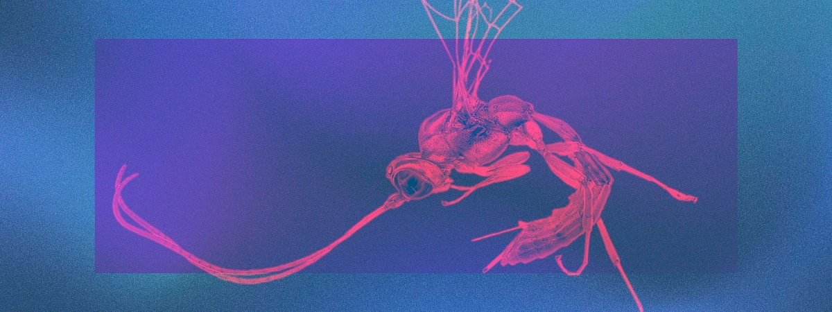 Почему Малфой стал осой, а Шварценеггер — жужелицей