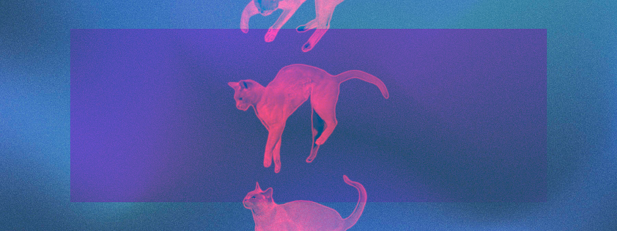 Почему кошки всегда приземляются на лапы? Вот что думают на этот счет учёные