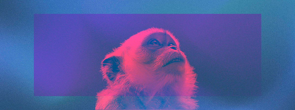 Вам и не снилось: удивительные способности косаток, шалашников и 12 других животных