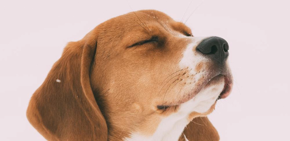 Как собаки стали лучшими друзьями человека - ученые рассказали о заслуге женщин