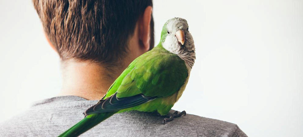 Почему птицы могут подать на вас в суд за оскорбление