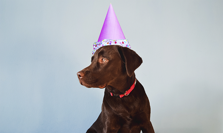 День собак: что у них в голове и как с ними подружиться